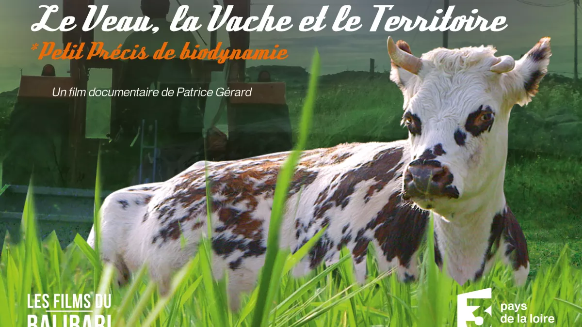 vache, champ et tracteur