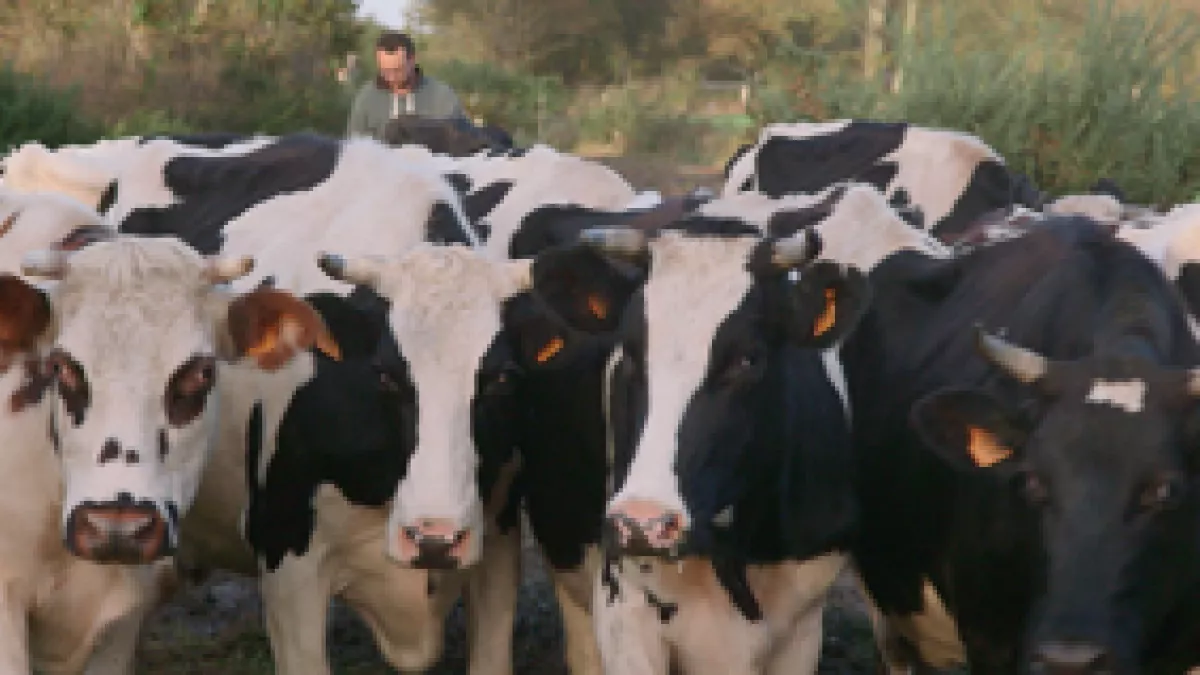 Le vaches