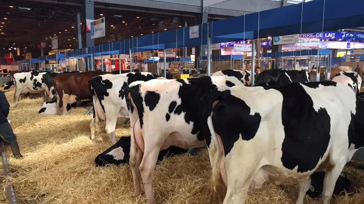 Salon Agriculture Vaches