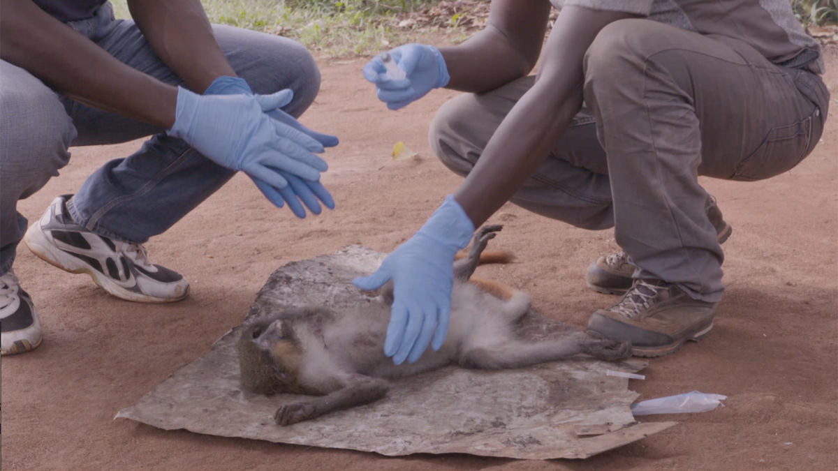 Le singe, vecteur de transmission, est une viande appréciée par la population locale.