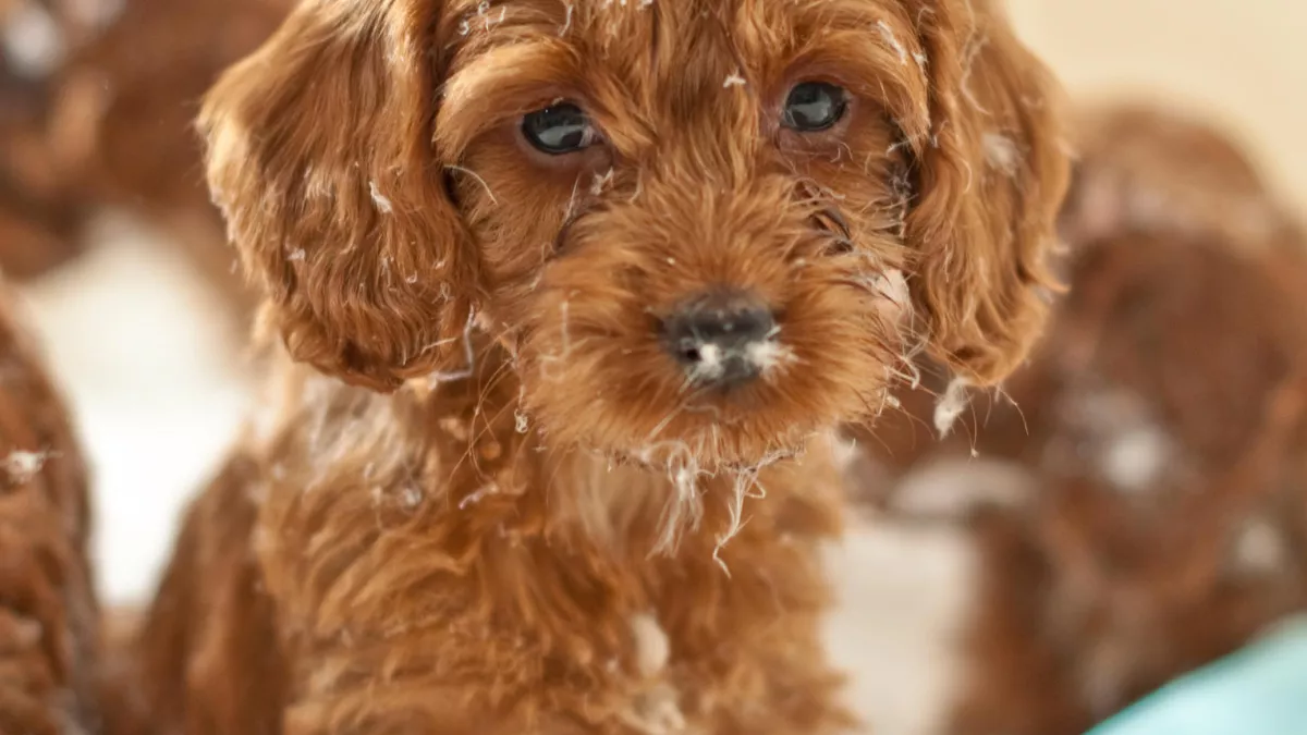 © John Downer Productions / BBC LES SECRETS DE NOS ANIMAUX DOMESTIQUES