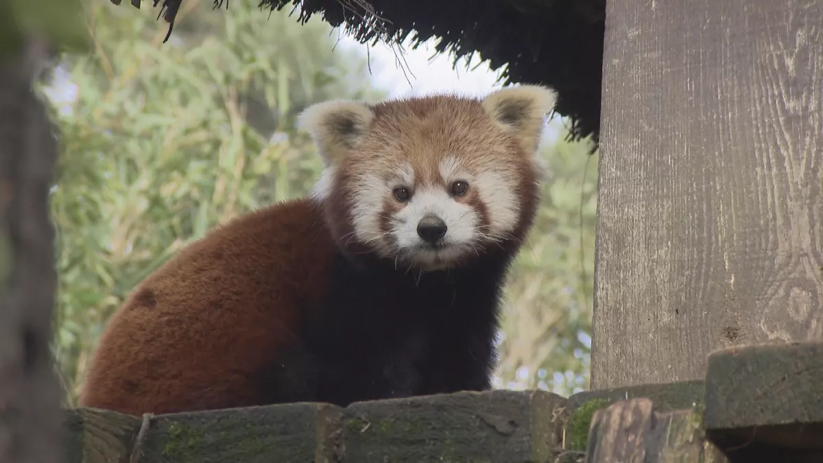 Banijay France Productions UNE SAISON AU ZOO