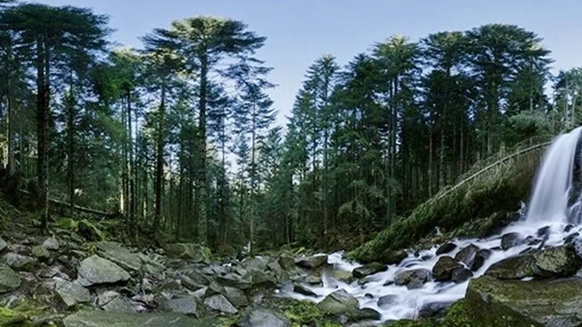 Epicéas dans le massif vosgien Epiceas