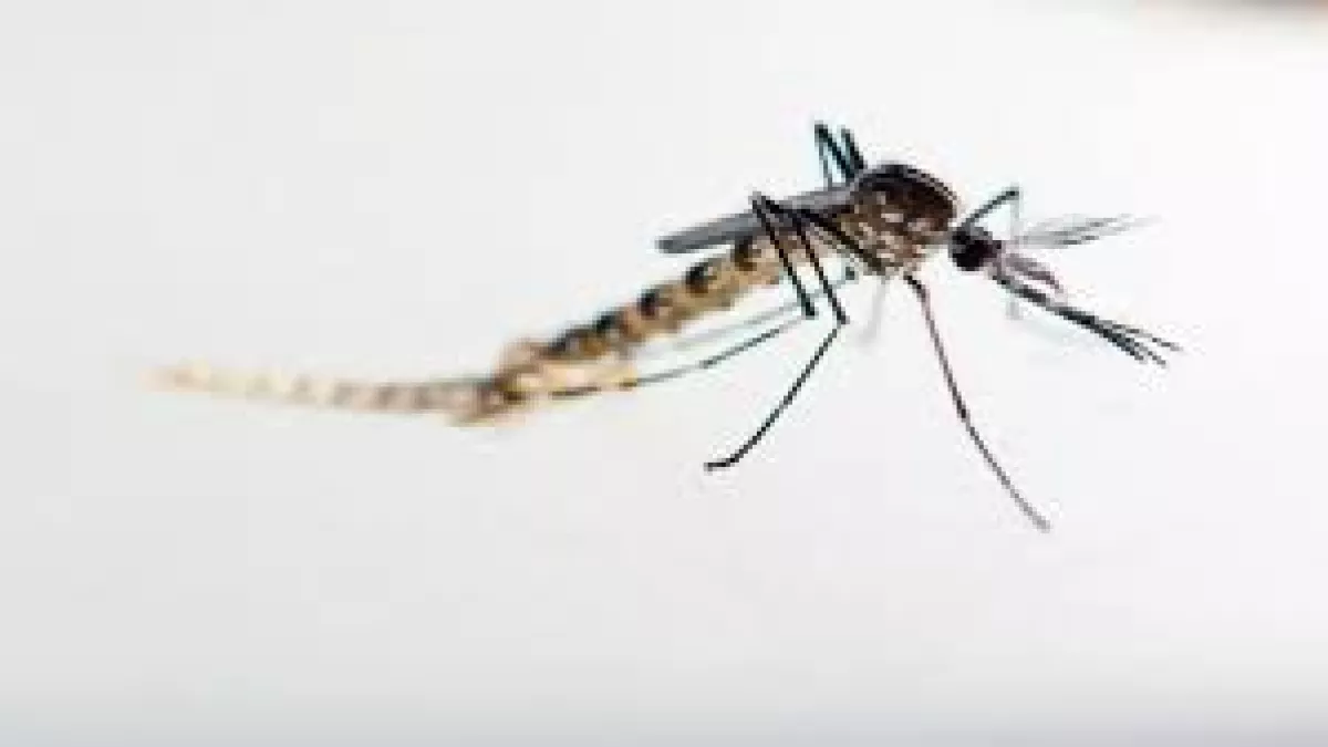 UNE EMISSION "SPECIALE ZIKA" le zika