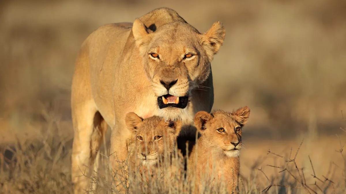 Shutterstock / EcoPrint Les super parents de la nature : Vivre en famille