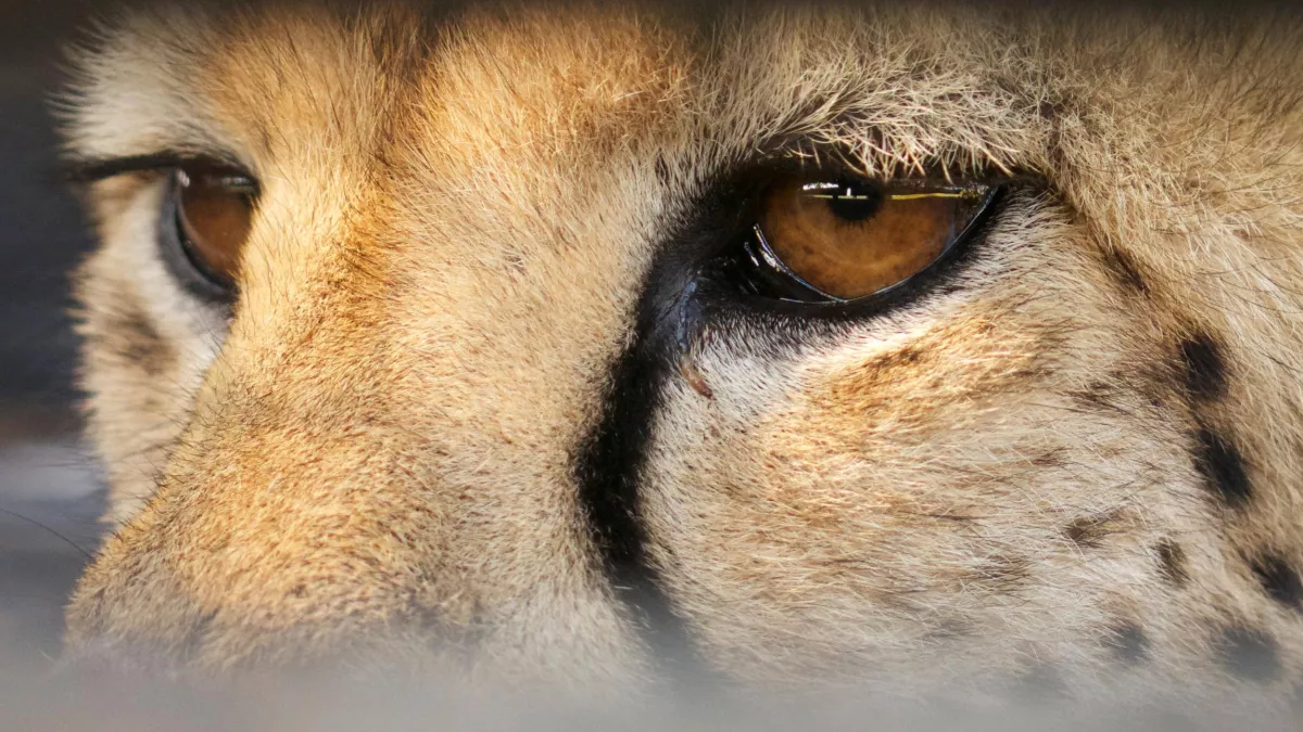 © - BBC LES SUPER-SENS DES ANIMAUX