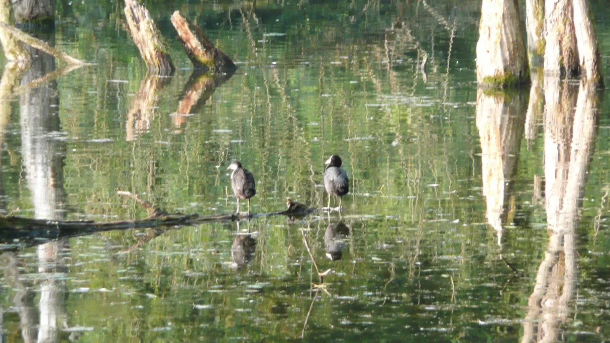 La petite Camargue alsacienne 