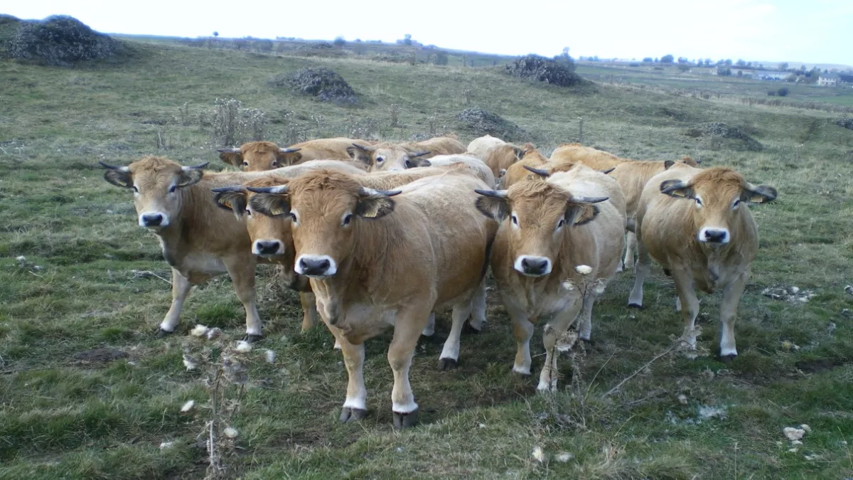 ©droits réservés/Troupeau de vaches de l'Aubrac Troupeau de vaches de l'Aubrac