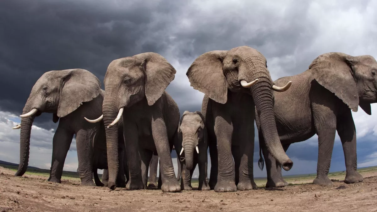 la vie sauvage la vie sauvage