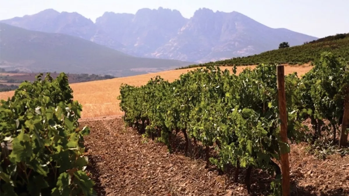 France 3 Corse ViaStella Les vignes, en Corse