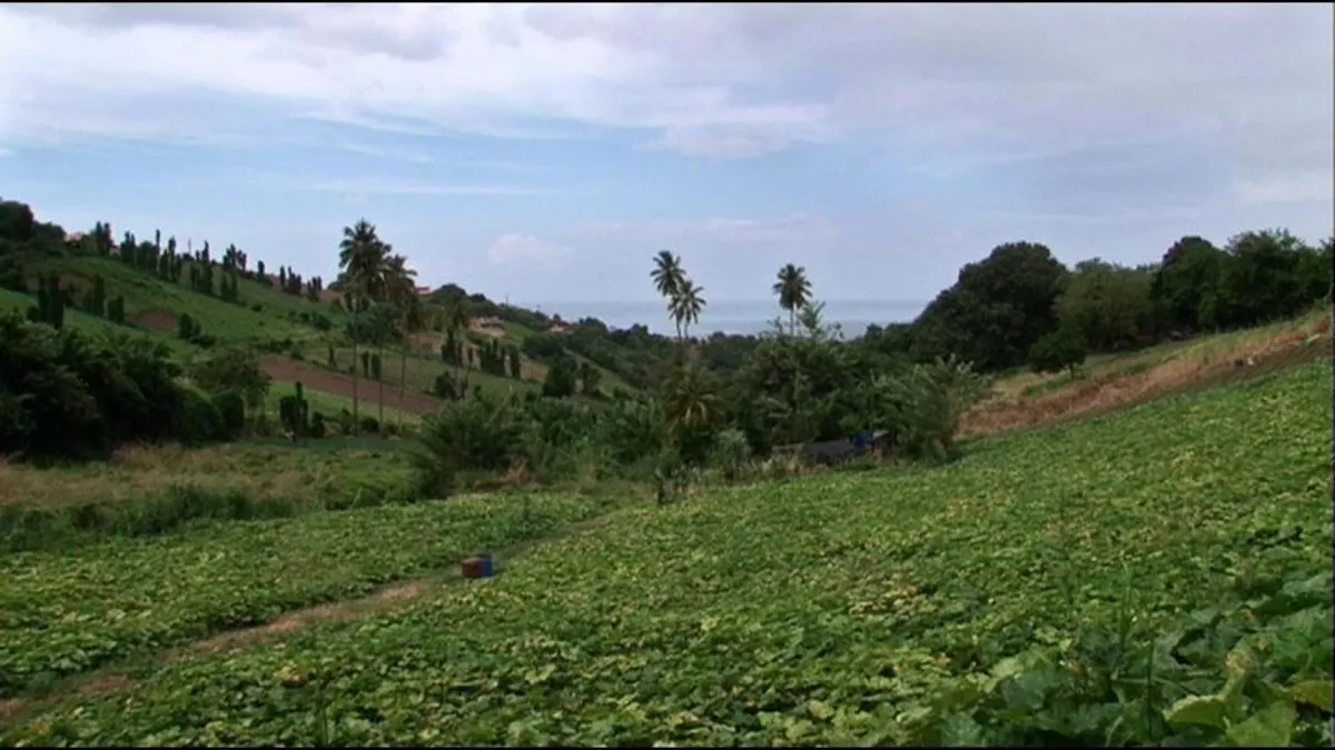 ARCHIPELS/POUR UN MORCEAU DE SUCRE Documentaire Pour un Morceau de sucre@Bonne Compagnie