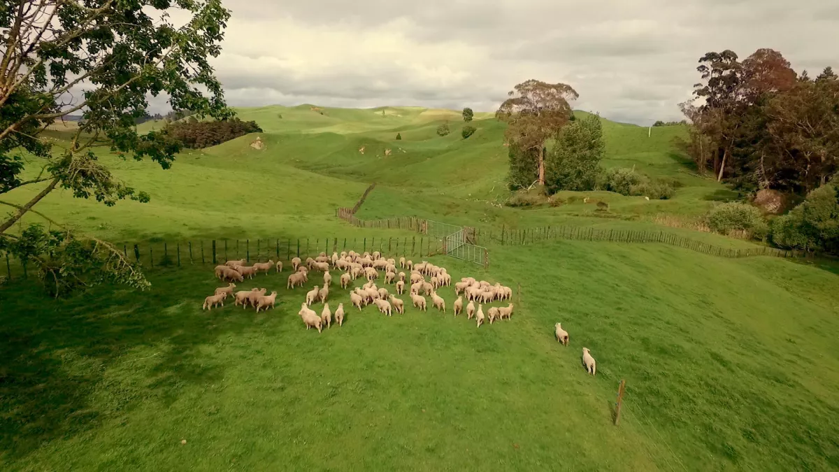 Terre de moutons Terre de moutons