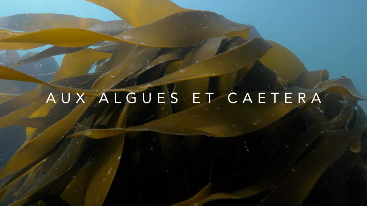 Aux algues et caetera Aux algues et caetera