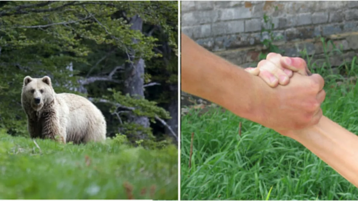 entreaide et ours ours et deux mains