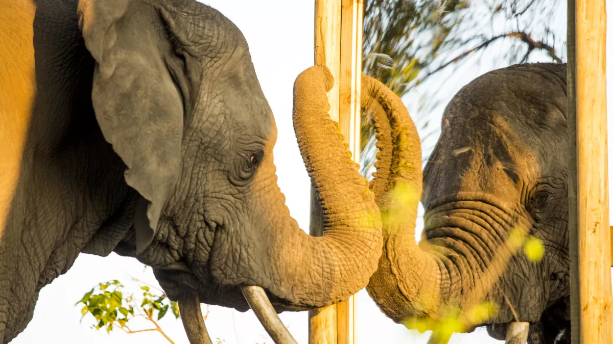 © Sam Barton-Humphreys / Vulcan Productions DANS LA TETE DES ELEPHANTS