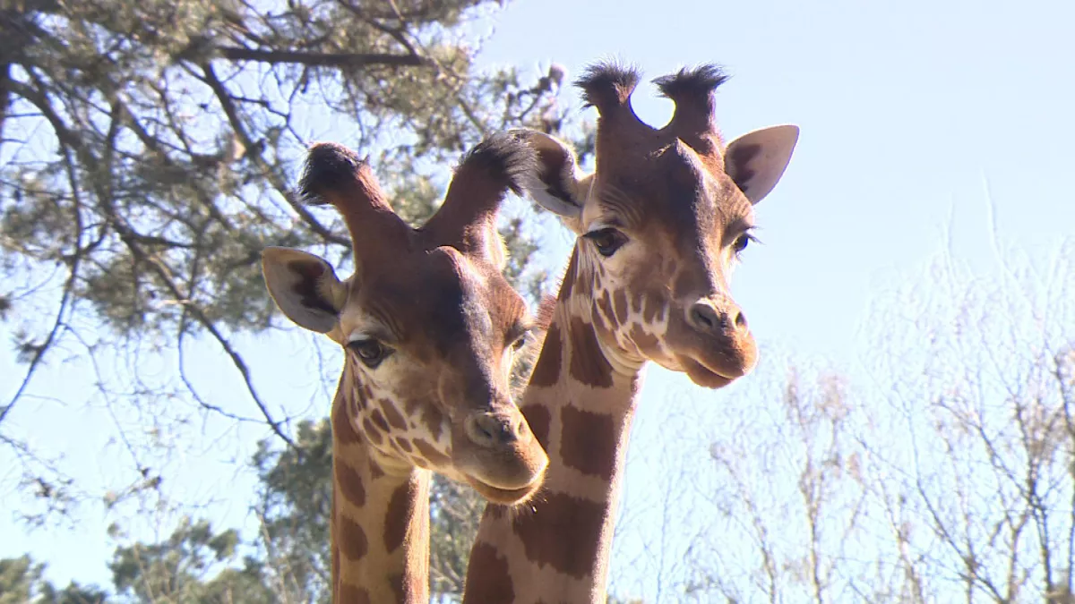 Une saison au zoo, le mag Une saison au zoo, le mag