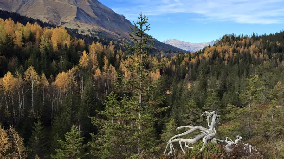 Les contamines