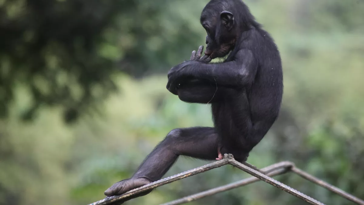 SIPA UNE SAISON CHEZ LES BONOBOS