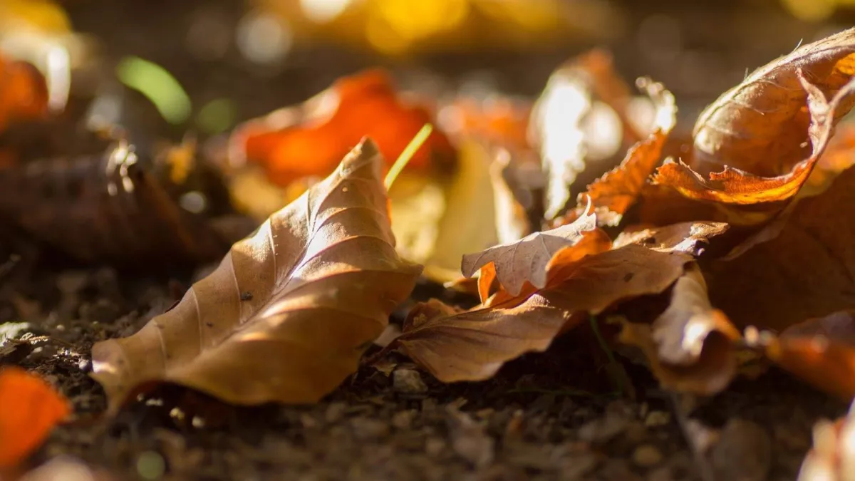 ©Nanou Villemez - L'automne ou un air d'été indien en Franche-Comté ©Nanou Villemez - L'automne ou un air d'été indien en Franche-Comté
