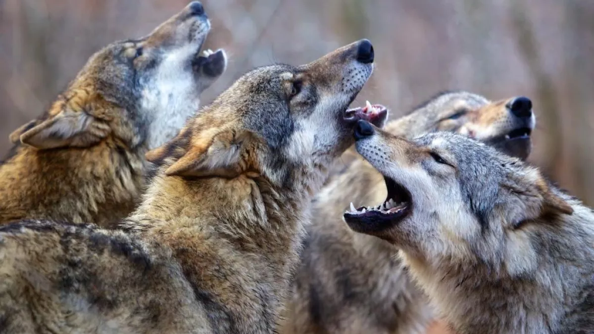 Le peuple des forêts Meute de loups