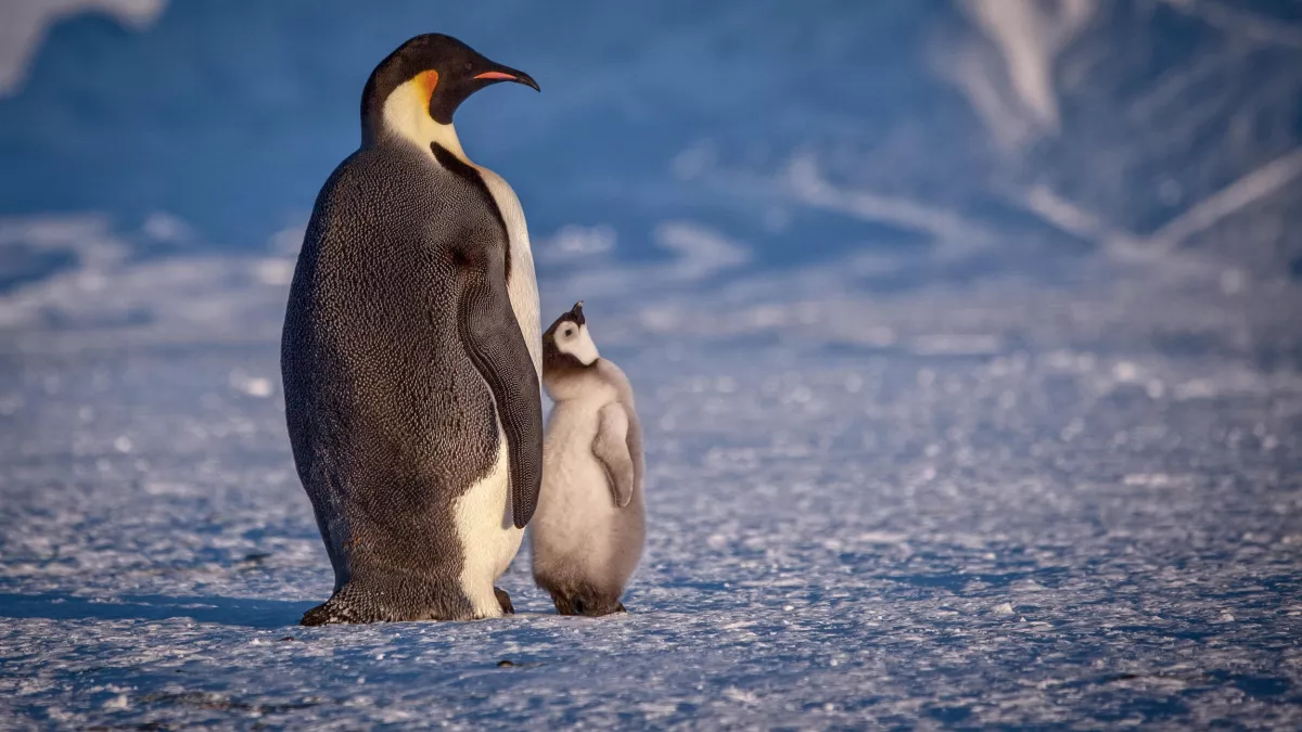 © BBC GRANDEURS NATURE