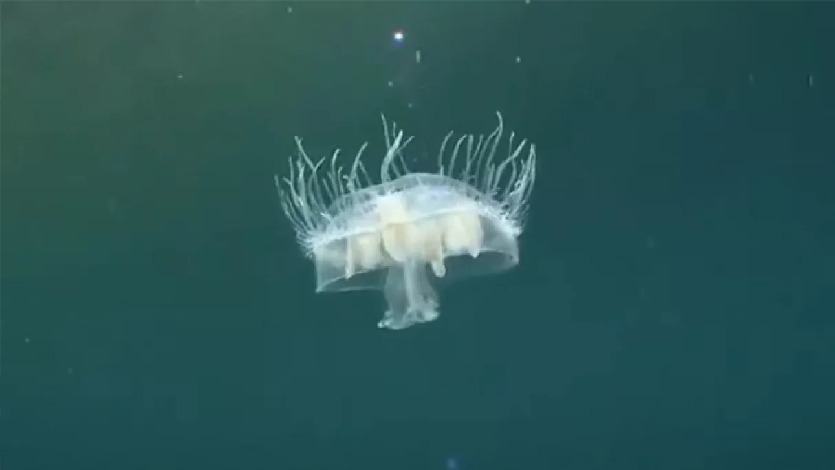 Jungle d'eau douce - © Seppia/ARTE