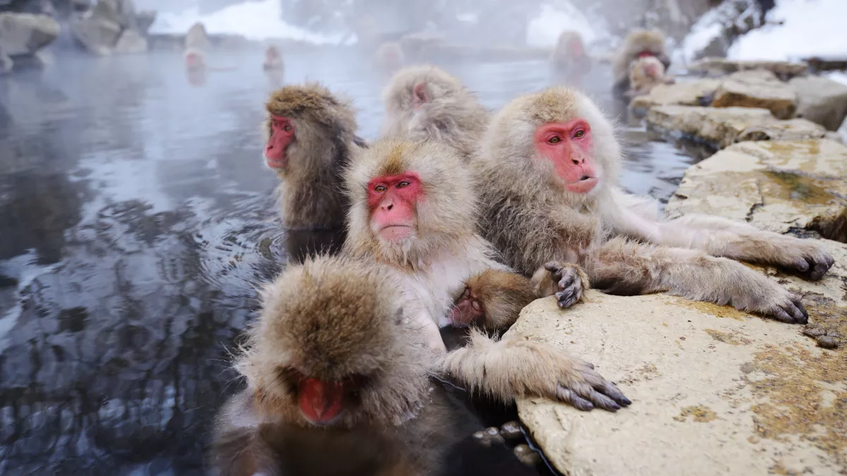 Singes Singes