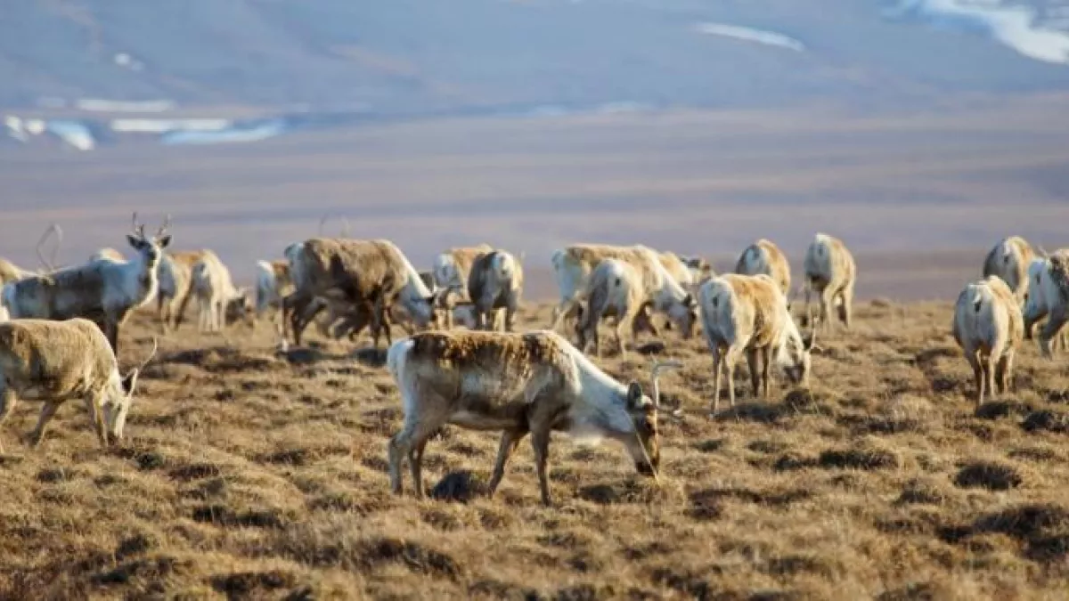 Caribous Caribous