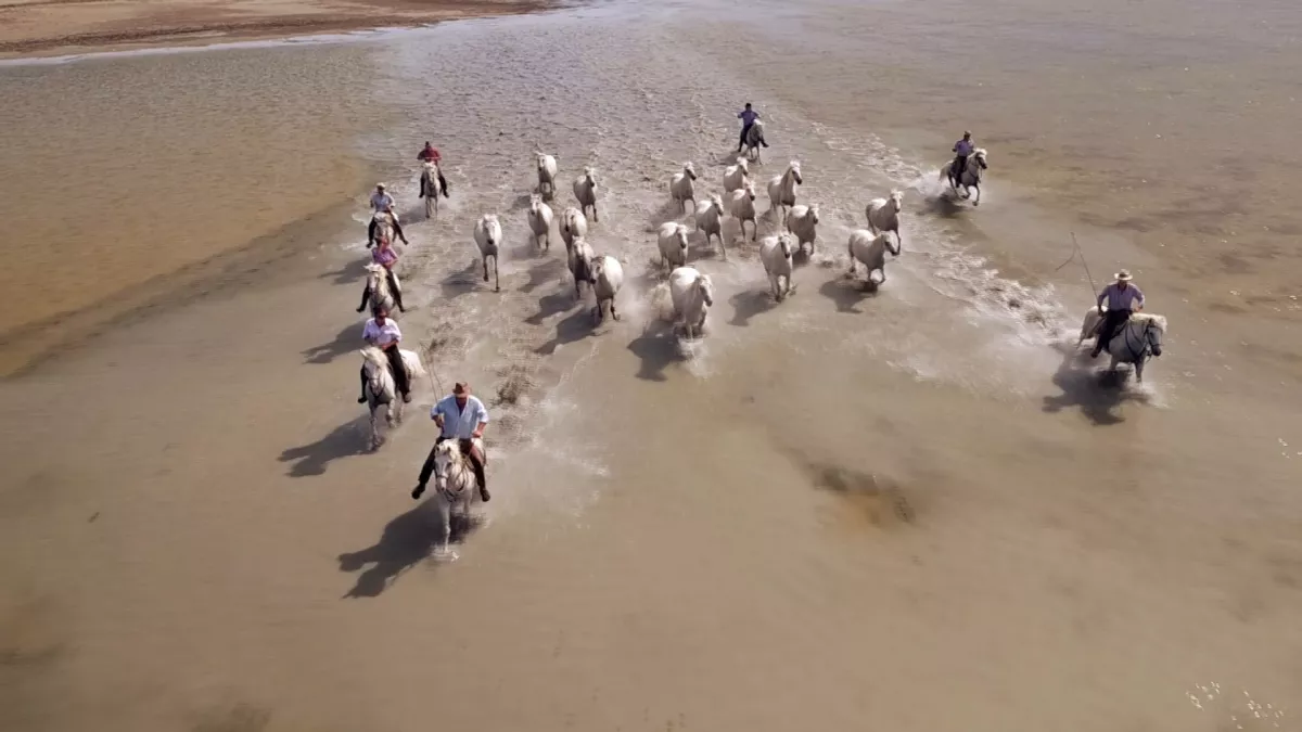 Camargue Camargue