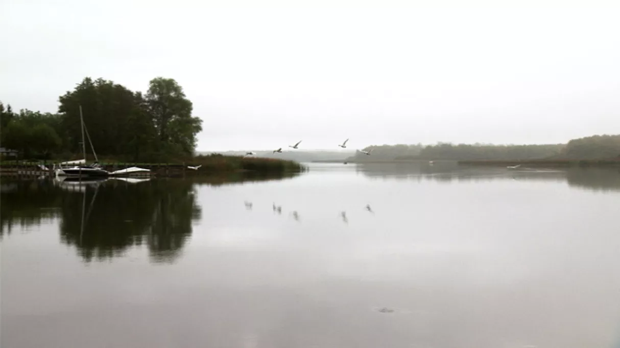 Oiseaux en envol - © Nomades TV