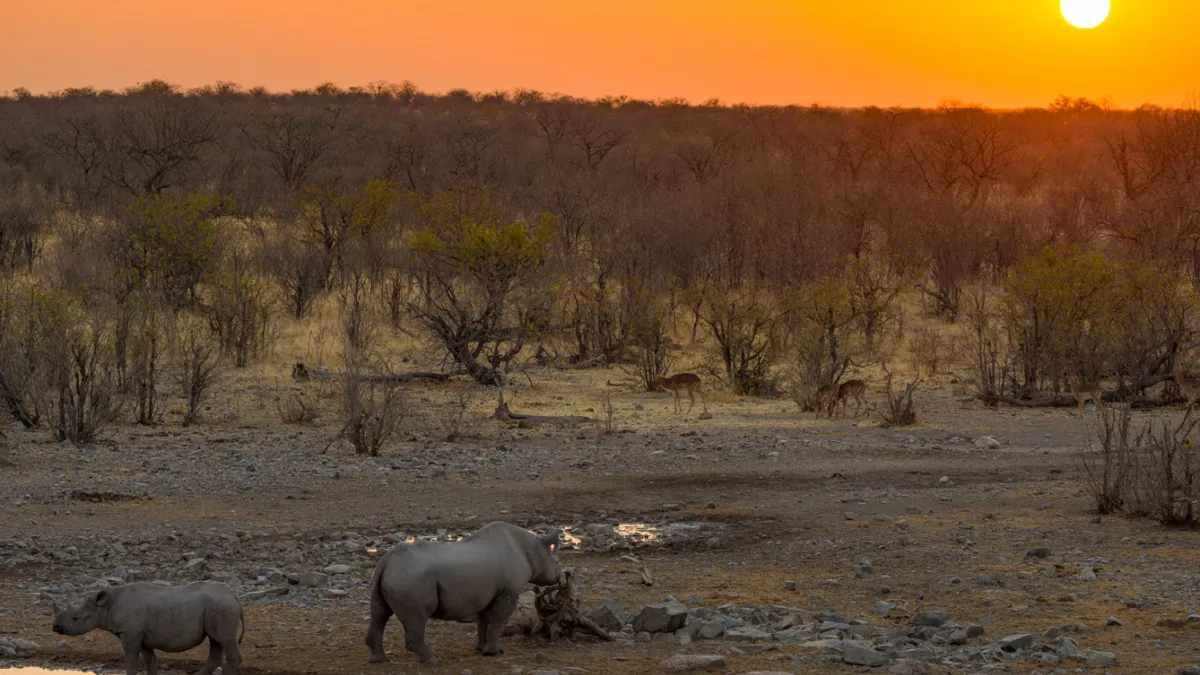 Une saison dans la savane Une saison dans la savane