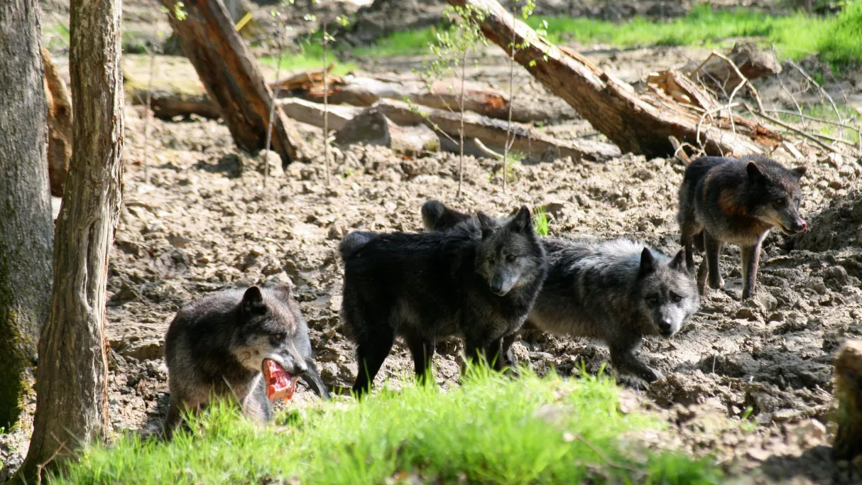 Les loups noirs  - © Delphine DE LUCIA MaxPPP