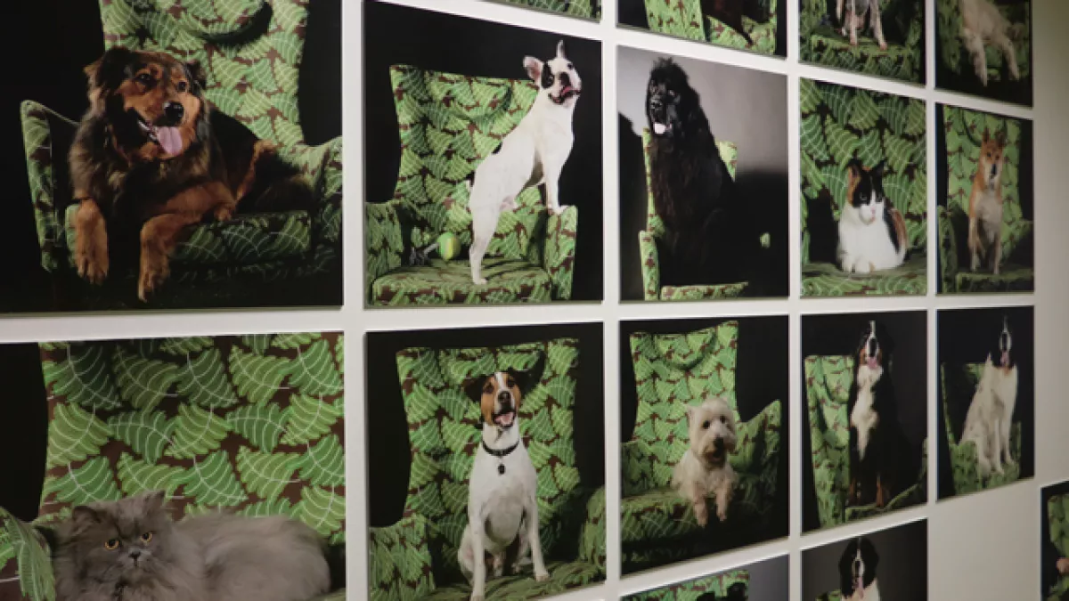 In situ les animaux, une fascination qui rapporte