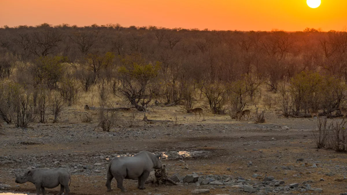 Banijay France Productions UNE SAISON DANS LA SAVANE