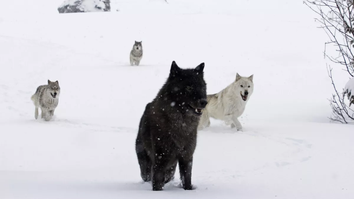 © Épithète Films LA JEUNE FILLE ET LES LOUPS