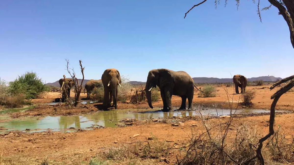 Une saison dans la savane Une saison dans la savane