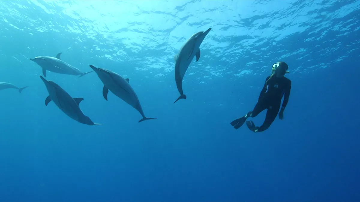 © THALASSA / FTV THALASSA