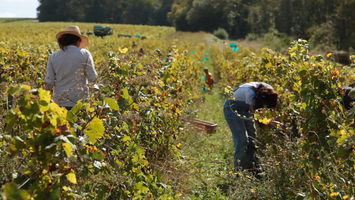 Naturellement vigneronnes