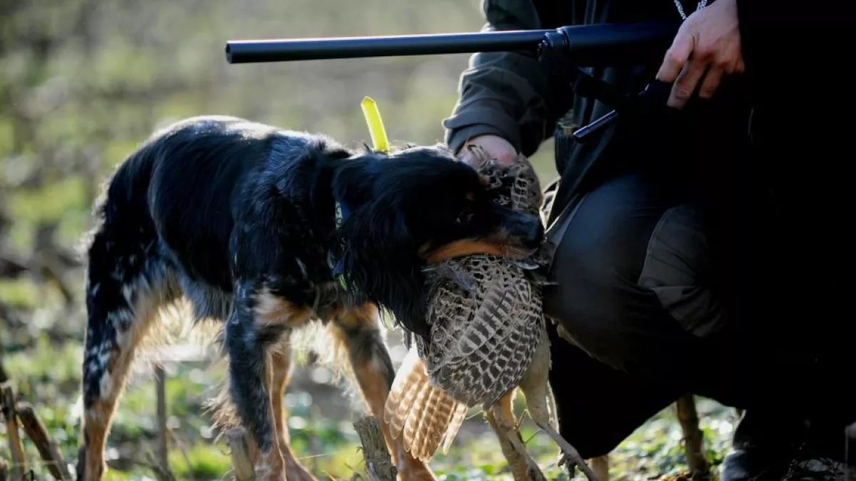 chasseur chasseur