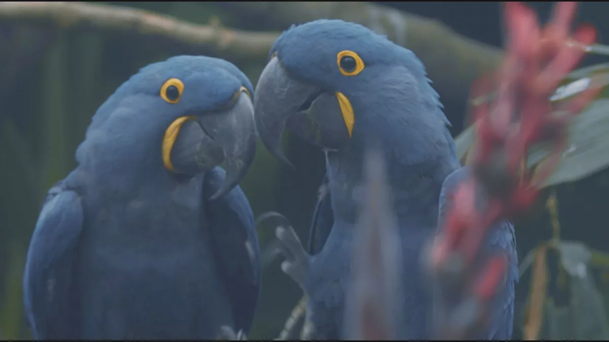 un amour de zoo un amour de zoo