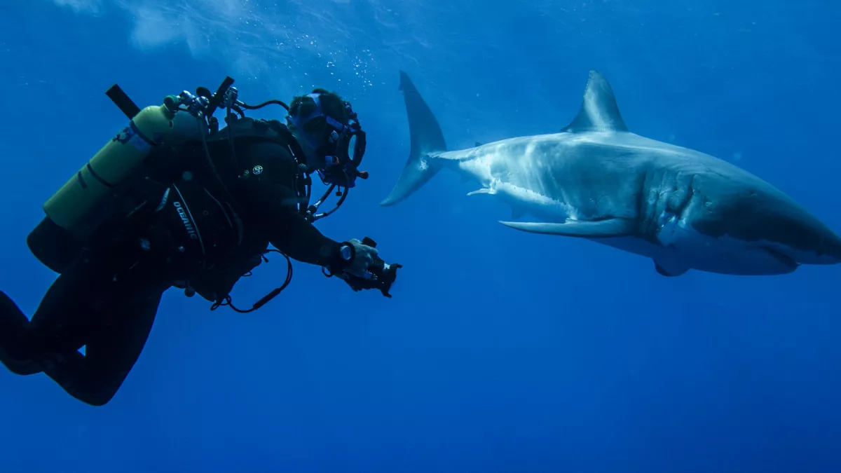 Animal Planet MISSION MONSTRES MARINS