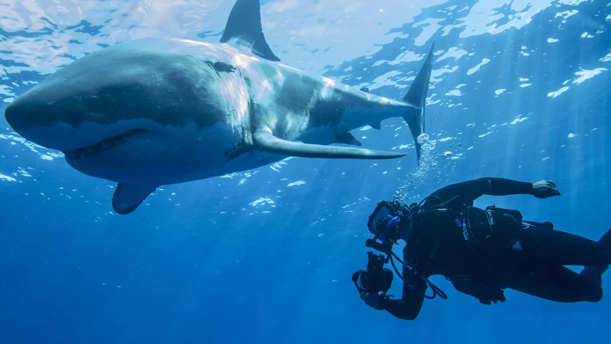 Animal Planet MISSION MONSTRES MARINS