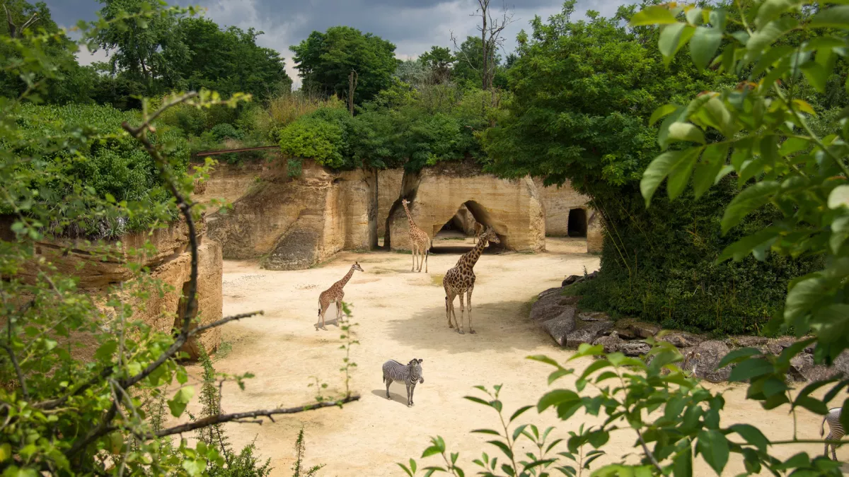 Zoo Doué-la-Fontaine Zoo Doué-la-Fontaine