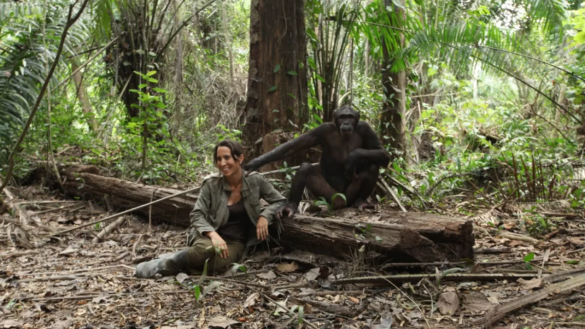 © TIGRESS PRODUCTIONS LIMITED 2015 Retrouvailles 20 ans après entre une mère adoptive et le chimpanzé qu'elle a élevé