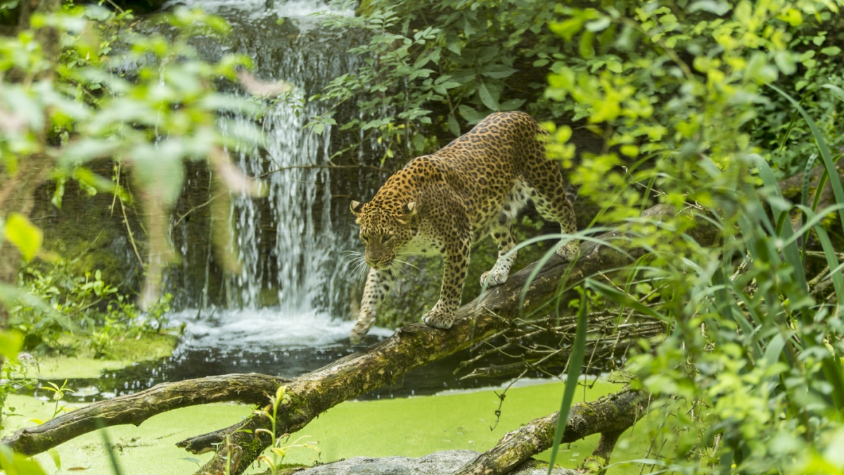 bioparc Doué