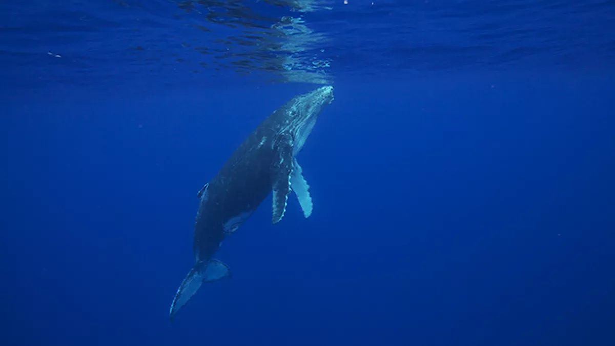 Sur la route des baleines - Crédit James Caratini Baleine à bosse -