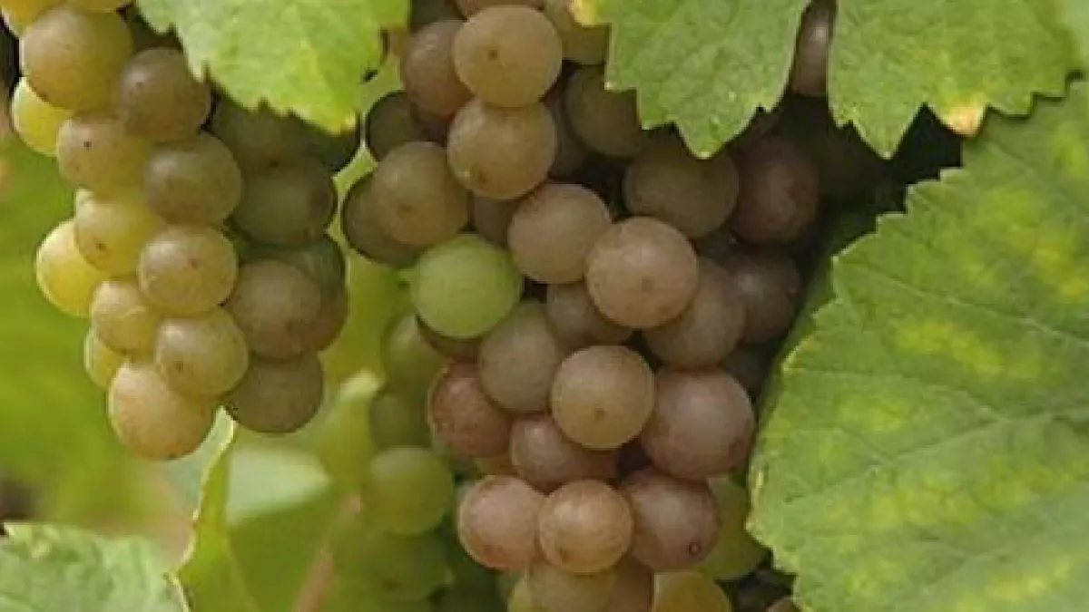 Rdv dès ce soir pour vibrer au rythme de la Foire aux Vins d'Alsace Vivez la Foire aux Vins d'Alsace