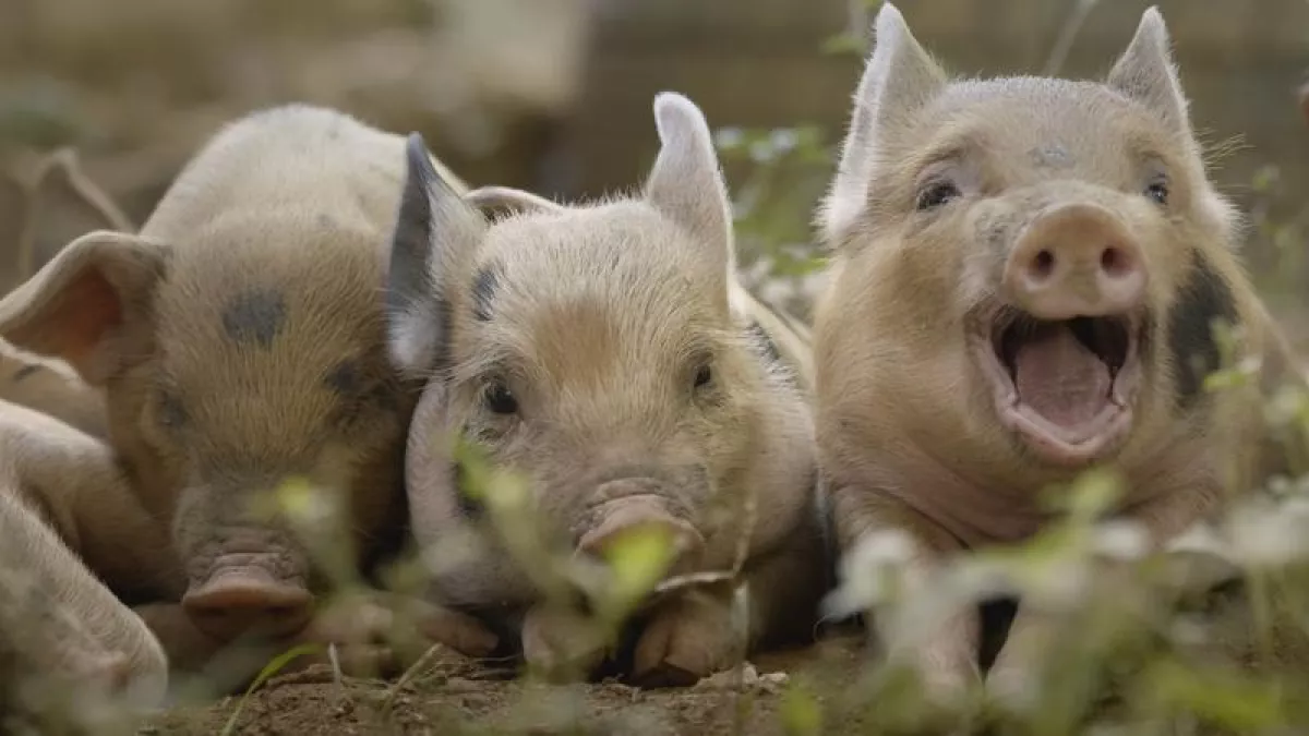 5 petits cochons 5 petits cochons