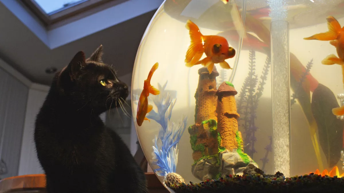 Nos animaux Nos animaux