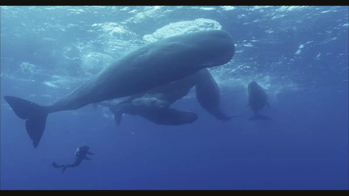 Grandeurs nature - Les géants des mers Grandeurs nature - Les géants des mers